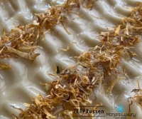 Bodyzeep Puur Natuur Calendula, ZEEPZussen