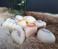 Schelpen Waxmelts – Vakantie voor je neus!